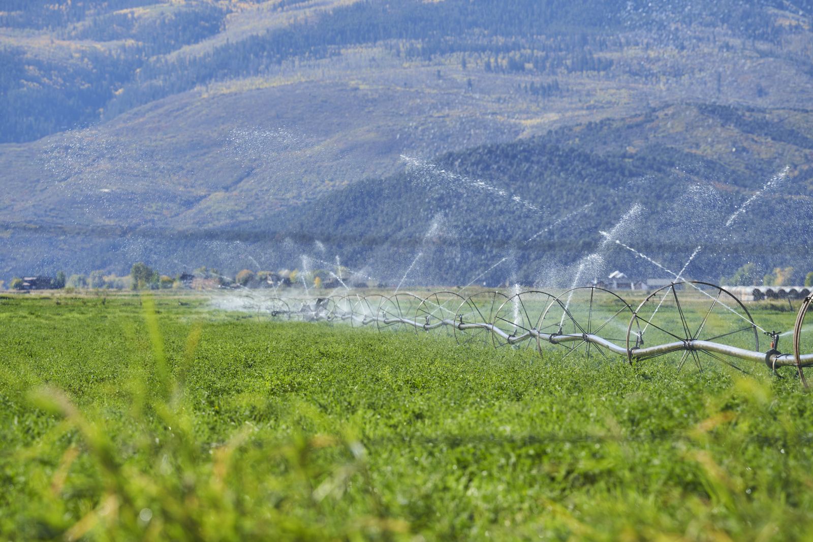 Wheel-line sprinklers watering a green hay field in Gypsum, with forested hills and a touch of fall aspen behind