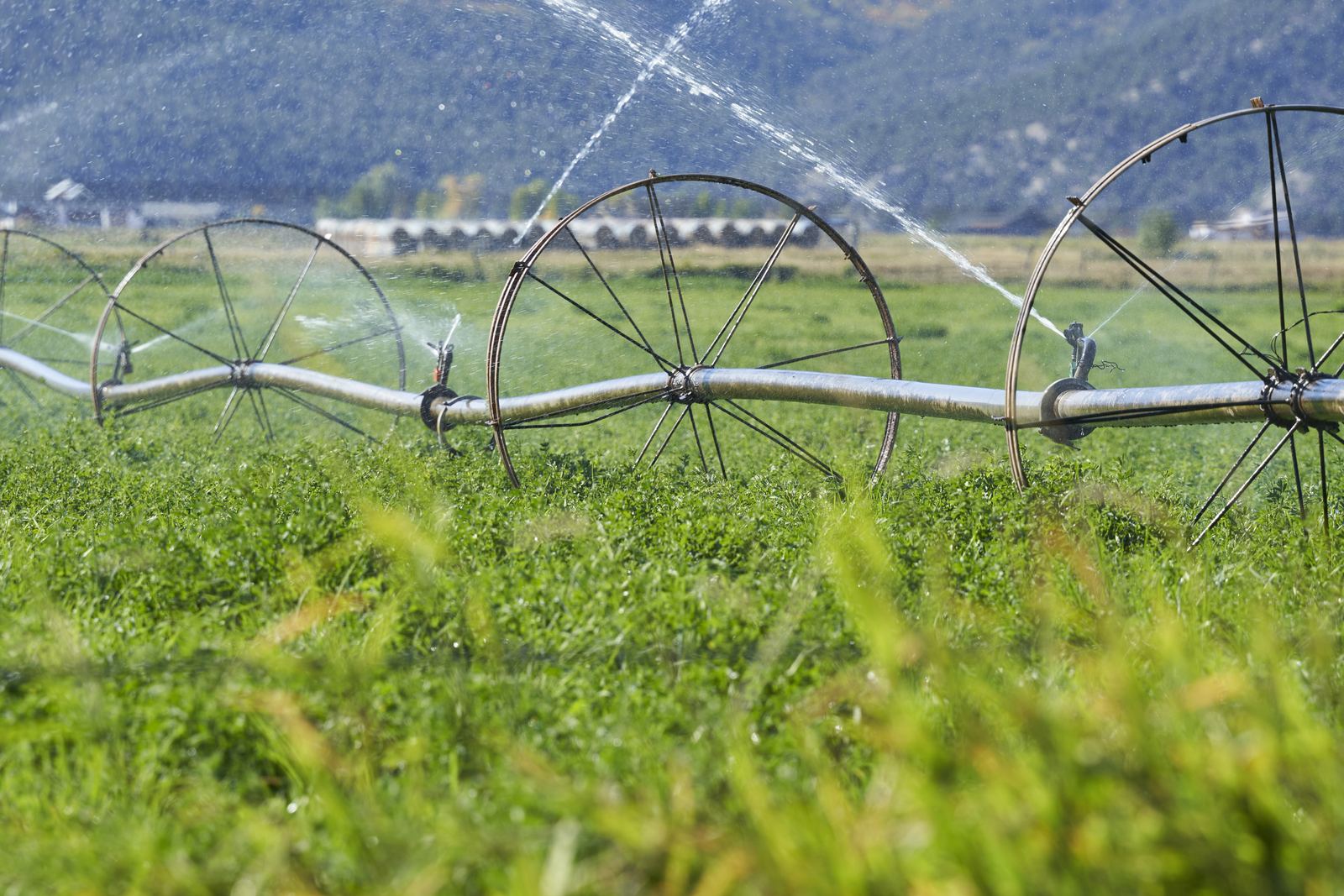 Wheel-line sprinklers watering a green hay field in Gypsum, with forested hills behind